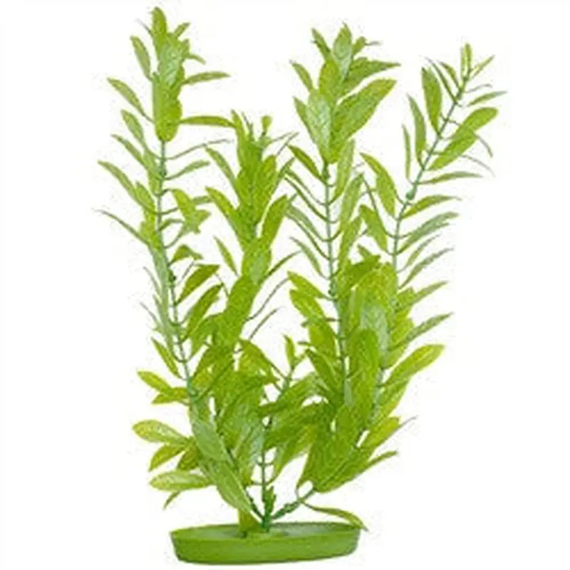 Aquascaper Hygrophila Jumbo 20in Pp2013