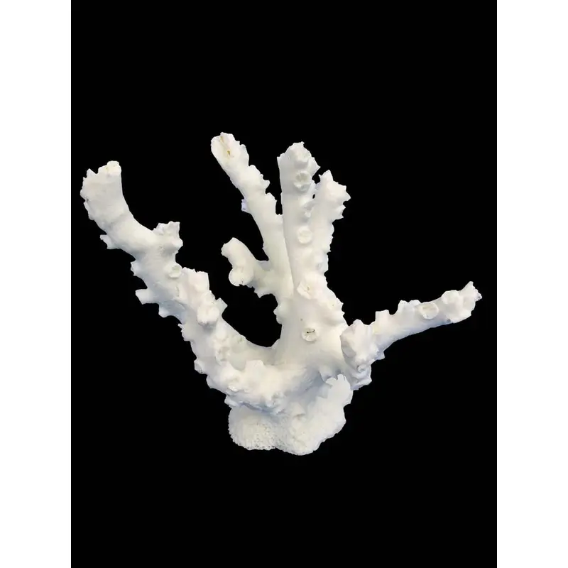 Weco South Pacific Coral Octopus Ornament White SM