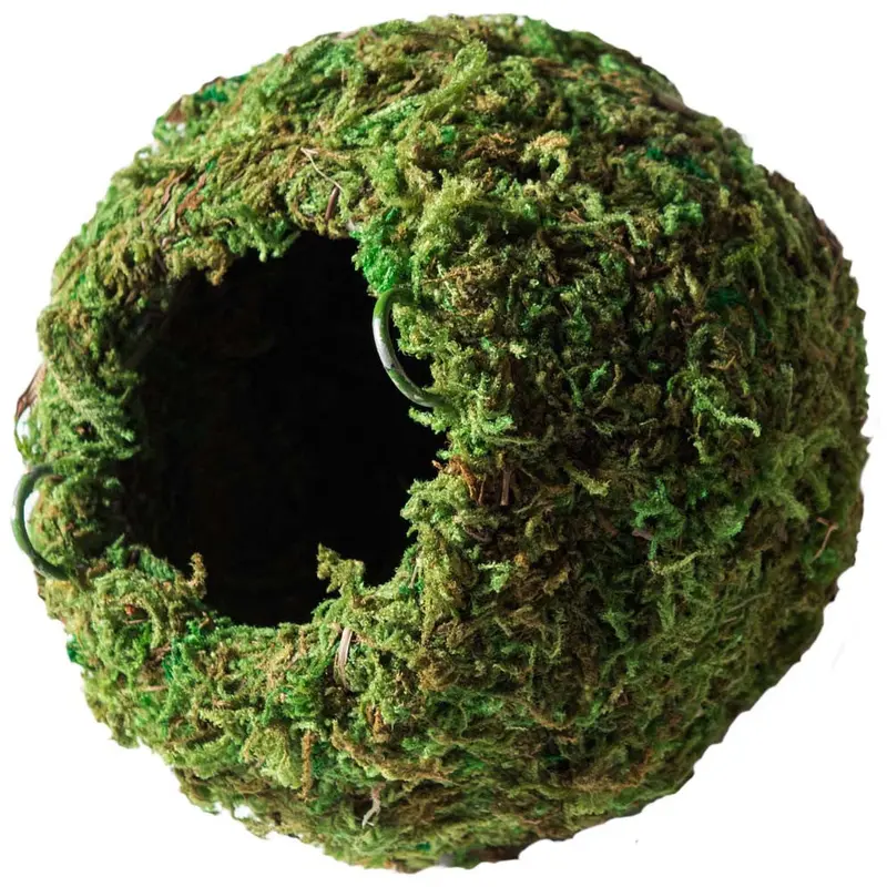 Galapagos Mossy Cave Terrarium Hideaway Fresh Green 4 in