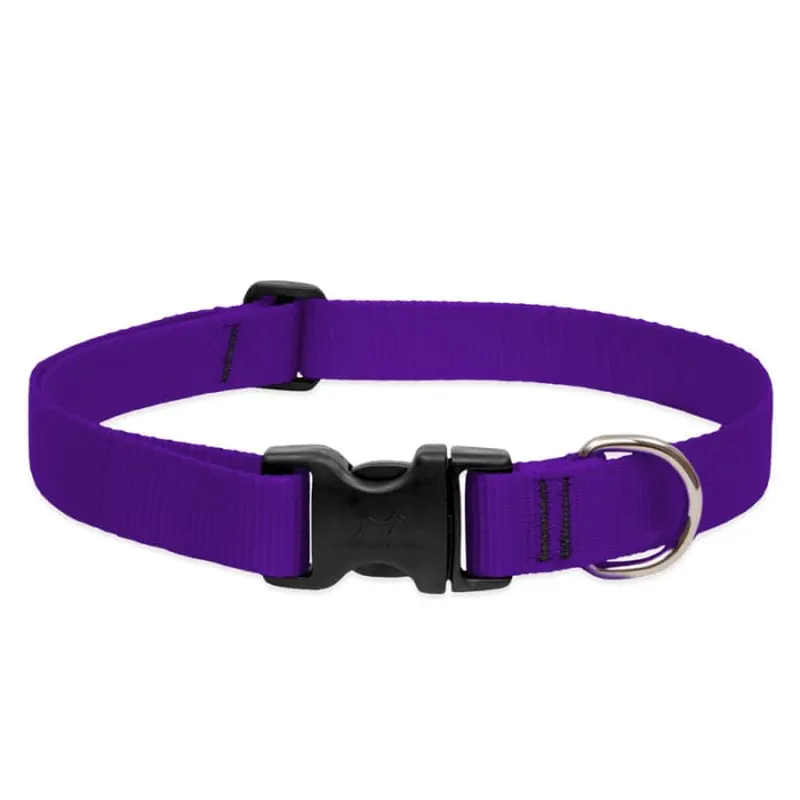 Lupine Pet Dog 1 In Wide 12-20 In Adjustable Collar Basics Purple