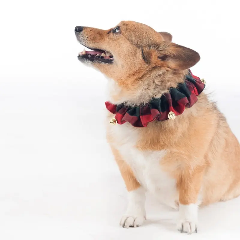 Pendleton Plaid Jingle Holiday Collar